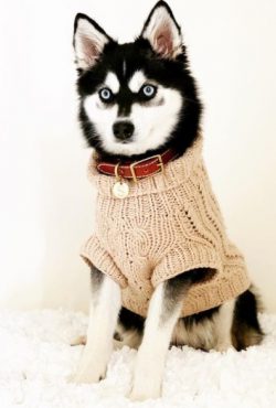 These dogs learn not only easy, but also with pleasure. Due to the fact that the main thing in l ...