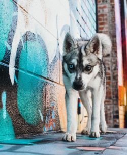 Klee Kai dogs need to be regularly vaccinated and treated against parasites. And also in no case ...