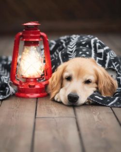 This is a dog’s kindness itself in its purest form, the desire to be close to a person and ...