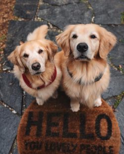 Autistic people have frequent manifestations of unprovoked aggression and canis therapy with ret ...