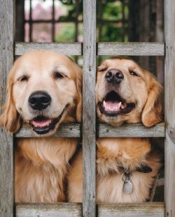 Children who work with dogs gradually transfer a positive attitude towards them to their environ ...