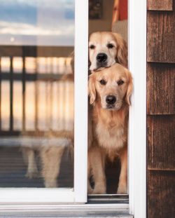 these loving shaggy creatures on four legs help their little patients to make their life and the ...