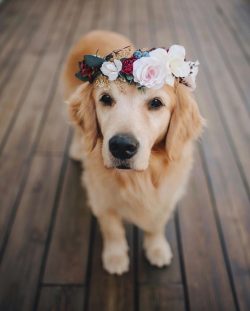 The Golden Retriever is one of the most popular breeds in the world.
