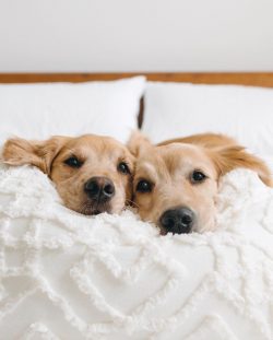 He is friendly and affectionate, such qualities make him a wonderful pet, which is distinguished ...