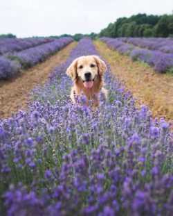 The Golden Retriever was bred to help hunters find the game they shot. 