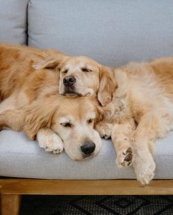 dogs of this breed are used to detect drugs, as well as to provide therapeutic therapy.