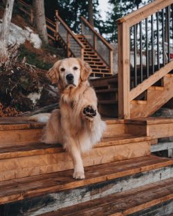  Also, these dogs are real athletes, they can often be found at various competitions and competi ...