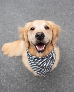 The Golden Retriever was bred to help humans, so it is always eager to please its owner. 