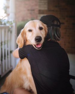 The growth of an adult male retriever is from 58 to 60 centimeters, and the weight can reach 30  ...