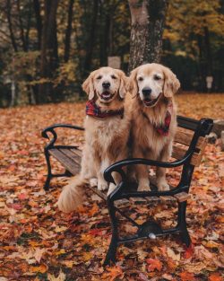 Not surprisingly, the Golden Retriever is one of the ten most popular in the world.