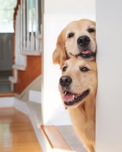 As a rule, the retriever reaches its height by the first year of life, and weight – the se ...
