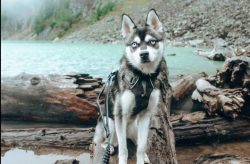 Alaskan Klee Kai’s nails need to be trimmed approximately every 30-40 days. The frequency  ...