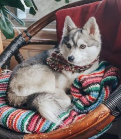 Alaskan Klee Kai ears should be examined once a week for signs of inflammation and excessive acc ...