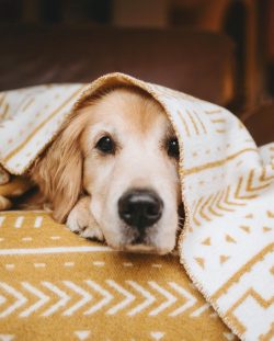 Like any dog, the Golden Retriever needs early socialization. This is best done from day one. Sy ...