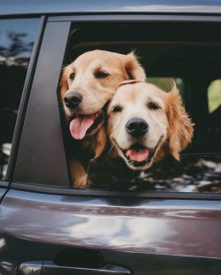 Many owners note that the first four years of their life, golden retrievers behave like children ...