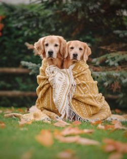 Dogs of this breed are quite active. For many members of the breed, this behavior persists until ...