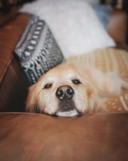 Initially, golden retrievers were bred for hard work: searching for ducks and other game killed  ...