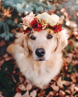  they need daily active exercise: walking, jogging, playing with a ball in the yard, on the beac ...