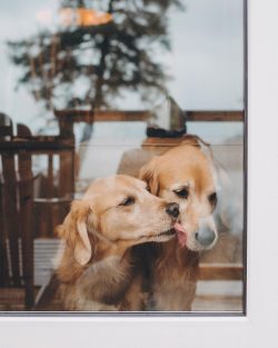  The retriever, who has fully realized all the energy accumulated during the day, is docile and  ...