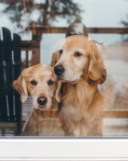  Exercise for your pet is related to the family dog.