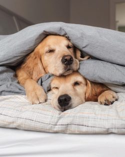 Future owners of a Golden Retriever should be aware that these dogs are not watchdogs. 