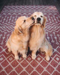 Golden Retrievers tend to molt profusely, especially in the spring and fall. 