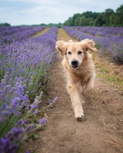 Brushing every day will help prevent the fur from spreading through your home or clothing, but y ...
