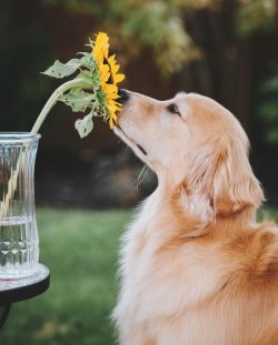 The Golden Retriever is a family dog, which means it should live with you. That is, under one roof. 