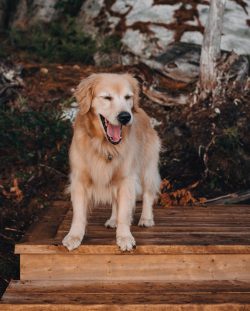  With enough attention, your pet will gladly take part in a variety of competitions and contests.