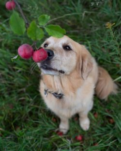 Despite the fact that golden retrievers adore children, their size nevertheless suggests that du ...