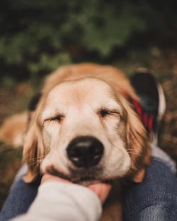 The popularity of golden retrievers has led to the fact that many dog ​​breeders when breeding t ...
