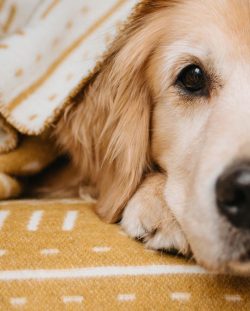 Quite calm character is a distinctive feature of the breed.