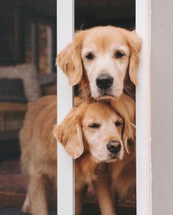  The Golden Retriever is a classic companion dog. 
