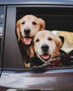  A retriever is unlikely to make a good guard dog. After all, these animals love people very muc ...