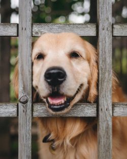 The ears of golden Rottweilers are cleaned with a special solution prescribed by the veterinarian. 
