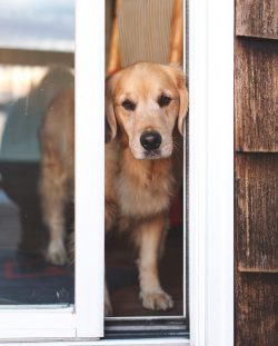  Golden retrievers are especially honored by hunters. These dogs, thanks to their incredibly sha ...