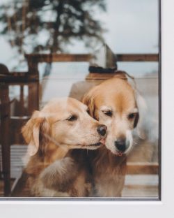 The long hair of the Golden Retriever requires proper attention, which means regular brushing. 