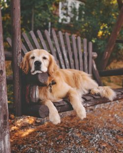 These dogs are suitable for large active families.