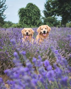  The sense of smell has become the reason that dogs are often hired to search for drugs.