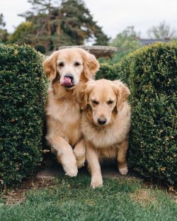 Check your retriever’s ears weekly. They should be free of irritation or inflammation and  ...