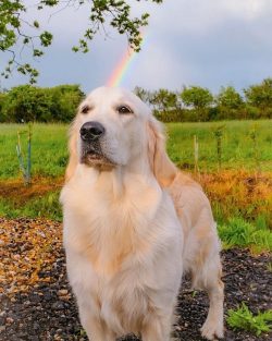 The owner of this dog will have to brush his pet’s teeth daily. 