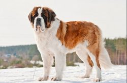 St. Bernard is a dog known all over the world. Their incredible kindness, heroism and self-sacri ...