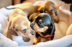 This dog breed is described as intelligent and brave. Its representatives never give up, this is ...