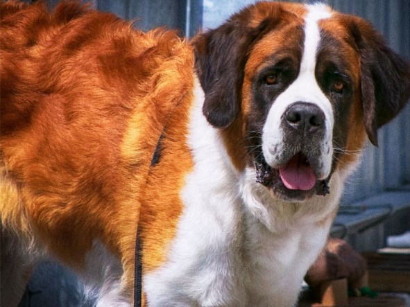 Many people learned about this breed in more detail from the old movie “Beethoven”,  ...
