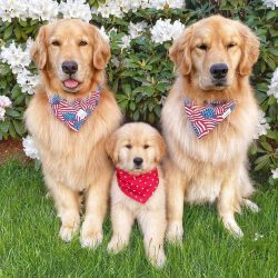 Golden Retrievers tend to molt profusely, especially in the spring and fall. 