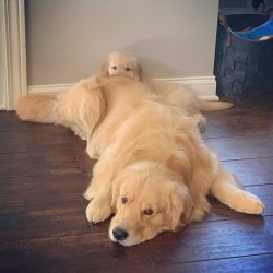 Golden Retrievers are considered family dogs, so they should live with their family under the sa ...