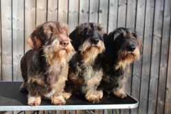 Wire-haired dachshunds have a bit of buffoonery qualities. They can be seen doing some pretty fu ...