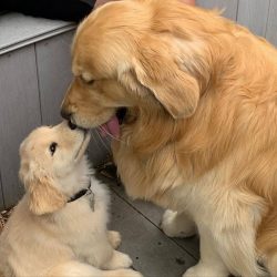 Golden retrievers for active dog breeds. They need daily vigorous exercise for a total of 40-60  ...