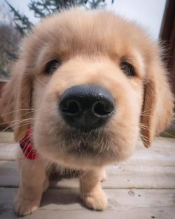 From early childhood, it is necessary to accustom the dog to a leash. The Golden Retriever hates ...