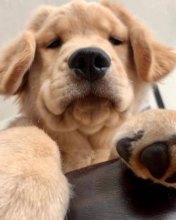 Representatives of this breed are an excellent choice for novice dog breeders because even a per ...